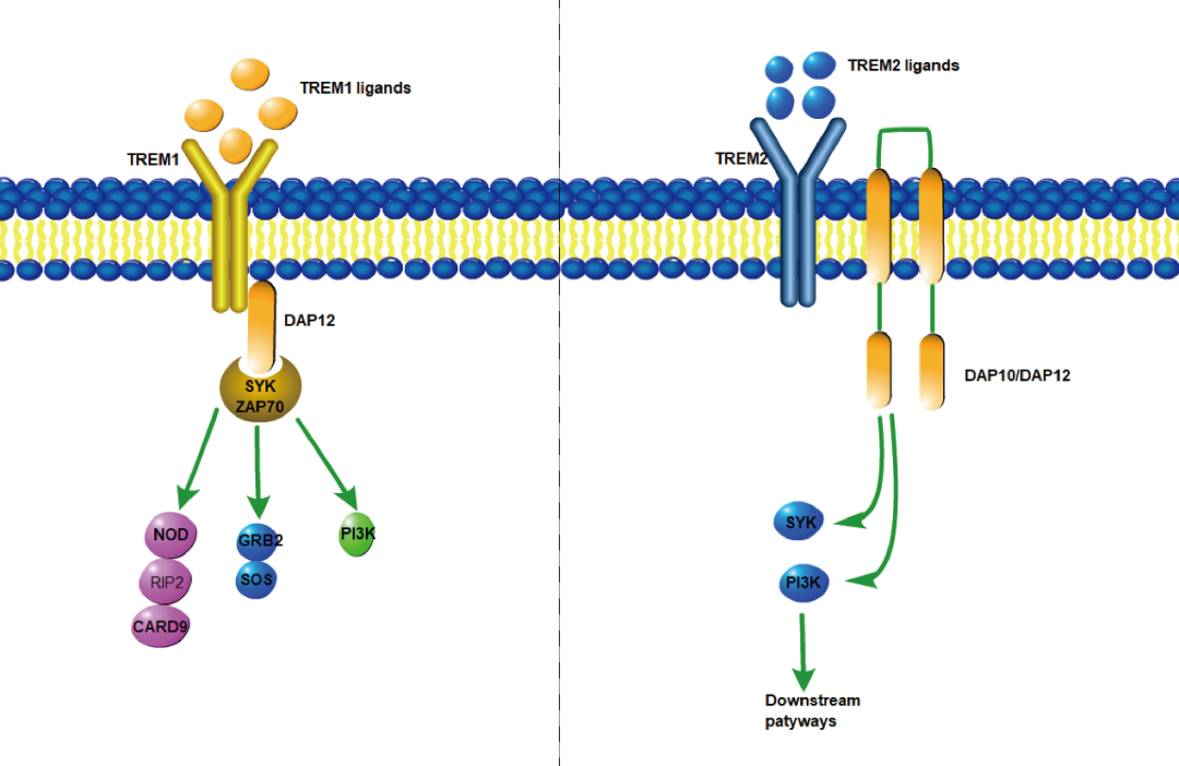 阿爾茨海默癥？癌癥？-靶點TREM
