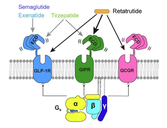 GLP-1R、GCGR、GIPR多靶點激動劑與代謝疾病