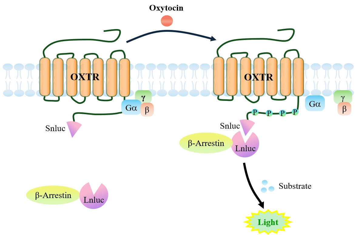 原理-71523.jpg OXTR β-Arrestin CHO